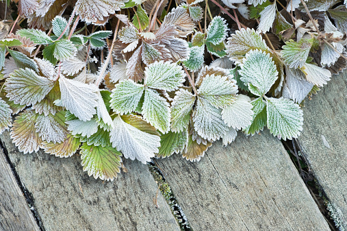 Frost covered strawberry leaves.