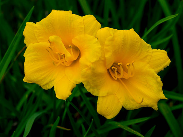 stella de oro dzień lilly (hemerocallis) flower - liliowiec zdjęcia i obrazy z banku zdjęć