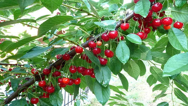 Ripe sour cherries on a branch.