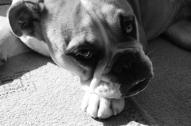 istock Bulldog Puppy 520166223