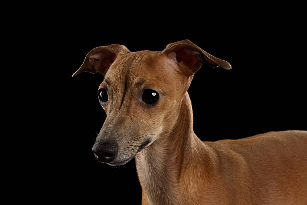 Closeup Portrait Cute Italian Greyhound Dog Looking forward  isolated Black