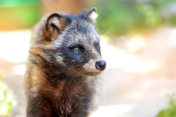 istock Racoon Dog (Nyctereutes procyonoides) portrait 520167010