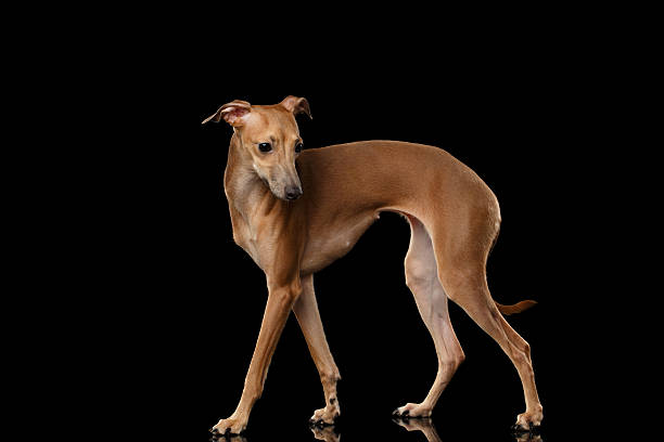 istock Italian Greyhound Dog Standing on Mirror, Posing Profile isolated Black 520167134
