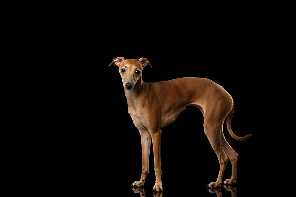 istock Italian Greyhound Dog Standing on Mirror, Looking in Camera isolated 520167218