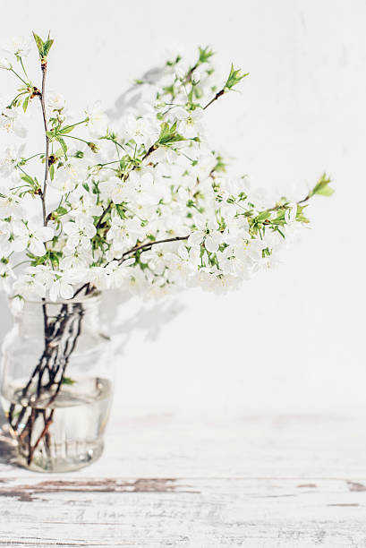 istock Cherry tree branches with blossoms in vase of vintage table 520167302