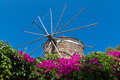 Old traditional windmill and bougainvillea in Kos island, Greece
