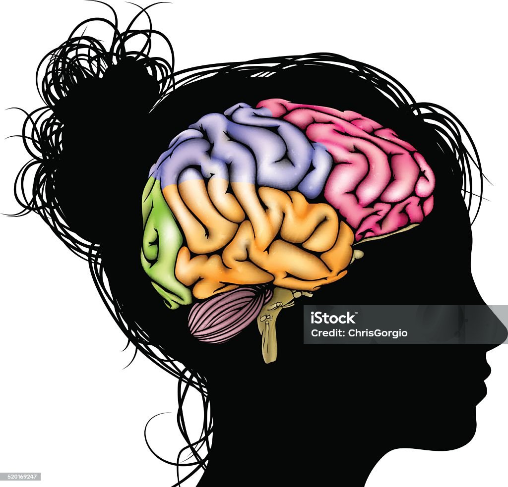 Woman brain concept A womans head in silhouette with a sectioned brain. Concept for mental, psychological, brain development, learning and education or other medical theme Science stock vector