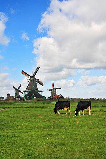 istock The field with windmills and cow 520169606