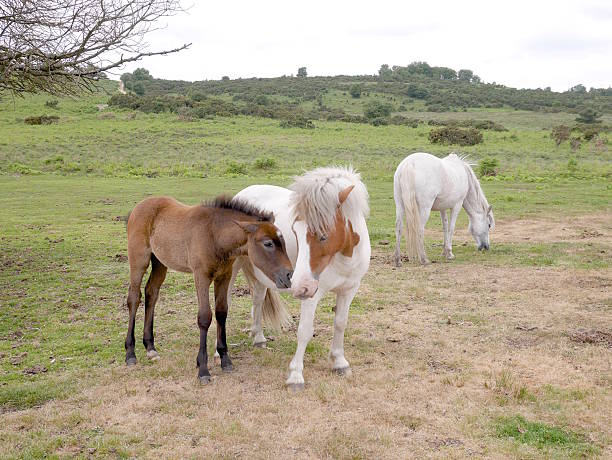 istock playful wild bay new forest foal nuzzles filly bites back 520170326
