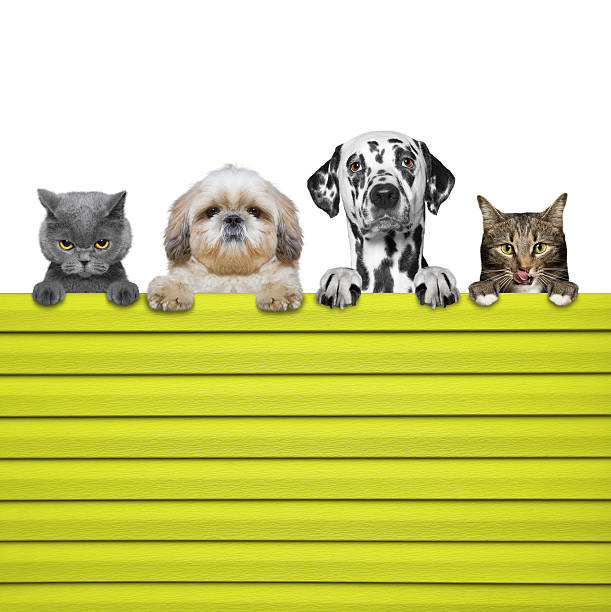 istock dogs and cats look through a fence 520172334