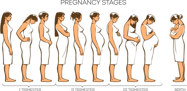 Women Pregnancy Stages Stages of pregnancy, different women at different stages of pregnancy