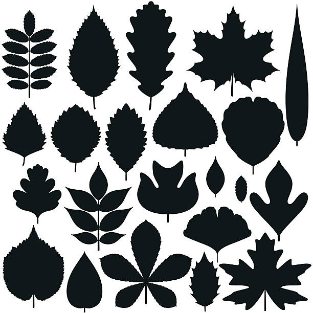 ilustraciones, imágenes clip art, dibujos animados e iconos de stock de conjunto de tres hojas. silueta de iconos. ilustración de vectores. - tree hawthorn isolated cut out