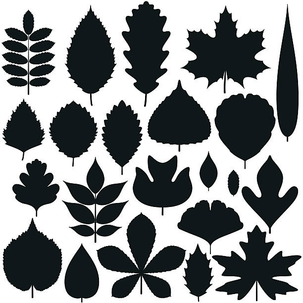illustrazioni stock, clip art, cartoni animati e icone di tendenza di gruppo di albero foglie. sagoma e icone. illustrazione vettoriale. - chestnut tree leaf tree white background