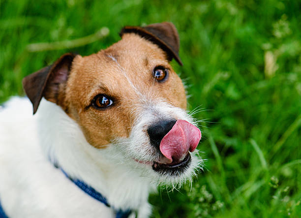 Jack Russell Terrier with a licking tongue