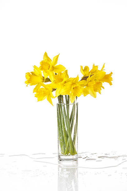 завязанный narcissus цветами, изолированные на белом фоне - daffodil bouquet isolated on white petal стоковые фото и изображения