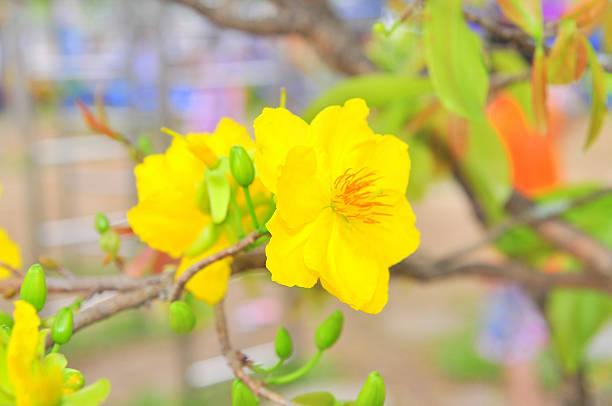 Yellow apricot blossom in the spring