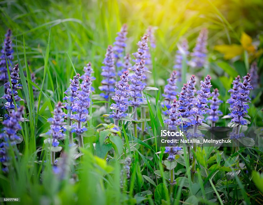 Spring meadow (Ajuga reptans), natural background Ajuga Stock Photo