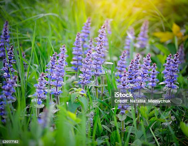 Spring Meadow Natural Background Stock Photo - Download Image Now - Ajuga, Backgrounds, Blue