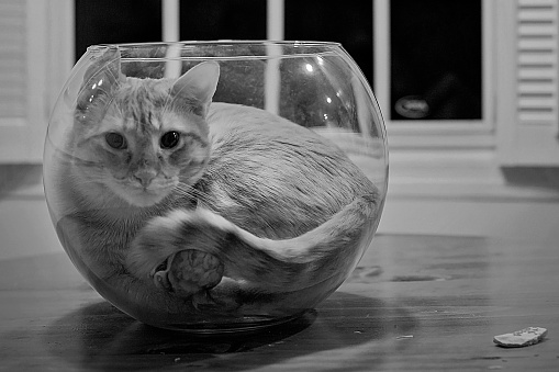 A cat sits in a fish bowl looking out at us.  He is all curled up and we can see his double paw pressing against the fish bowl, his tail is wrapped around and his ears are up.  A very funny, curious kitten. Black and white image.