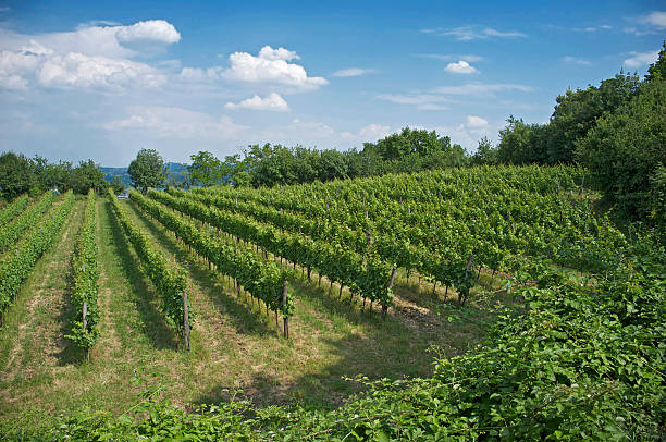 istock vineyards in the Italian hills 520178190