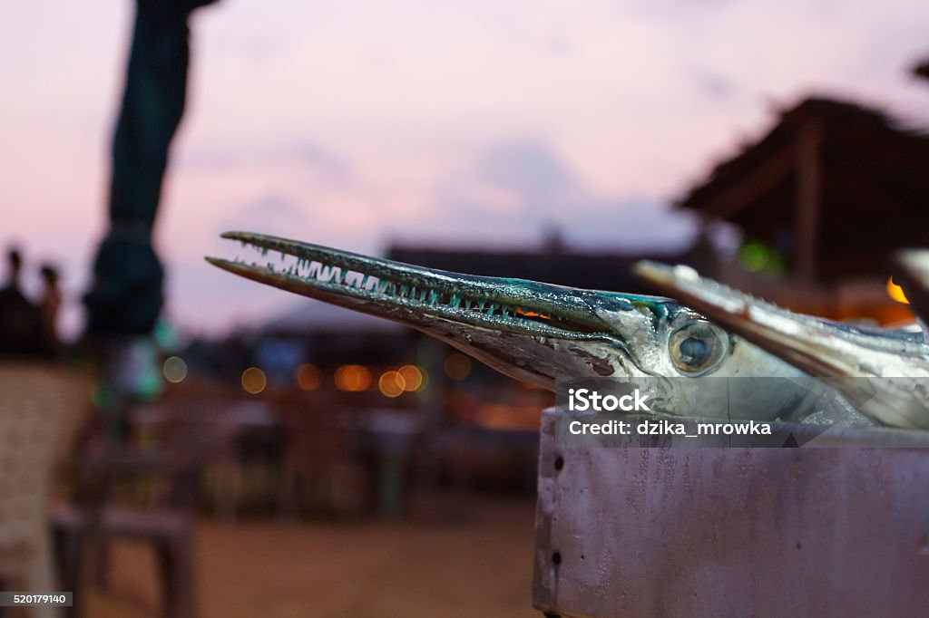 Houndfish Houndfish Tylosurus Crocodilus Needlefish Stock Photo - Download Image ...