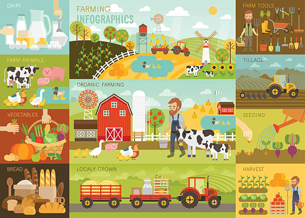 illustrations, cliparts, dessins animés et icônes de infographie ensemble avec l'élevage des animaux, d'équipements et d'autres objets. - agriculture farm people plow