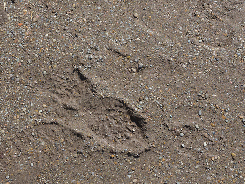 small granite gray and brown old gravel to mud and indented marks from shoes