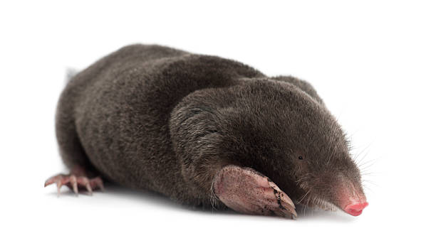 istock European Mole, Talpa europaea, against white background 520181470