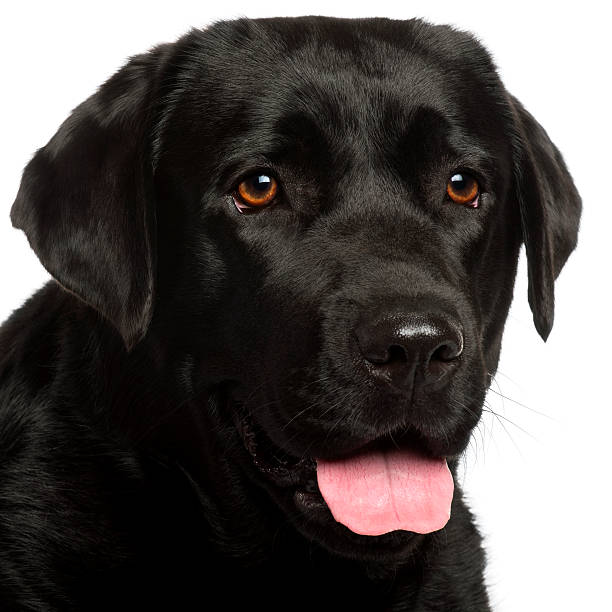 istock Close-up of Labrador Retriever, 3 years old, 520181690