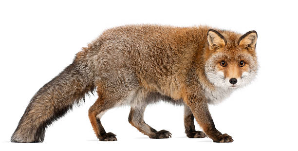 istock Old Red fox, Vulpes vulpes, 15 years old, walking 520181972