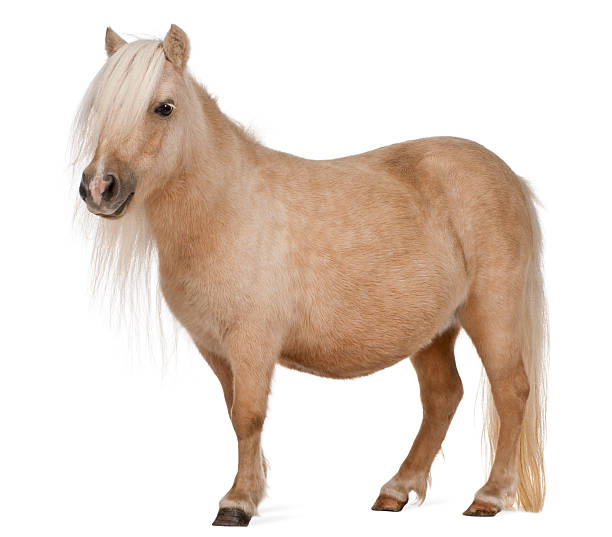 istock Palomino Shetland pony, Equus caballus, 3 years old, standing 520182084