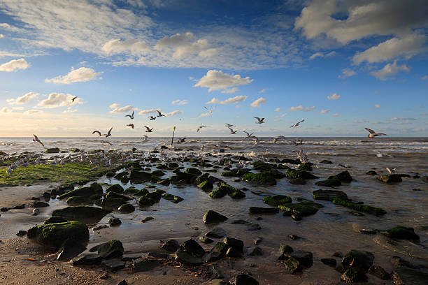 moody seascape with a group of seagulls