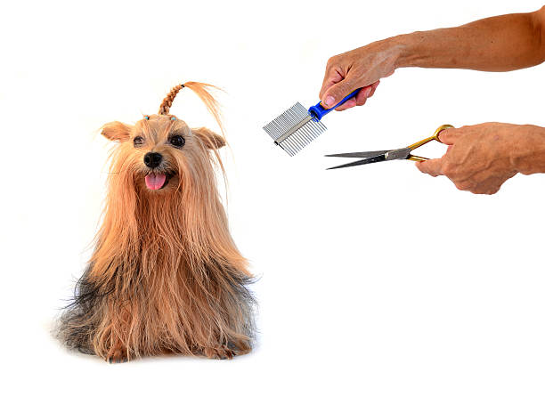 istock care for dog hair. isolated on white background 520191575