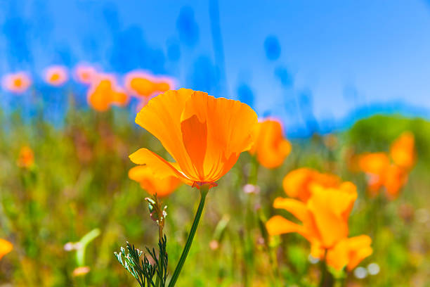 istock Poppies poppy flowers in orange at California spring fields 520192581