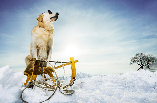 Golden retriever sitting on sledge with sunglasses during winter. Copy space.