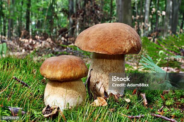 Beautiful Boletus Mushroom Stock Photo - Download Image Now - Autumn, Beech Tree, Boletus