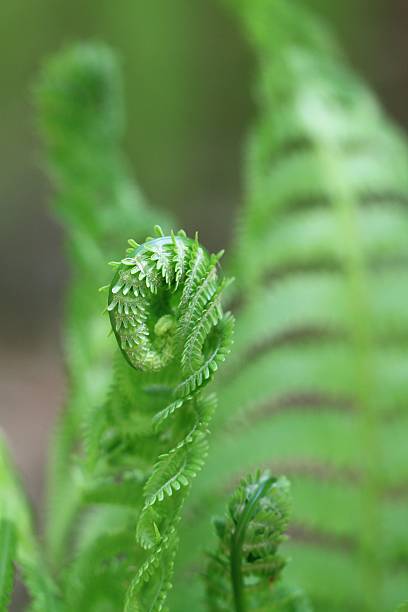 istock Sprout of fern 520194625