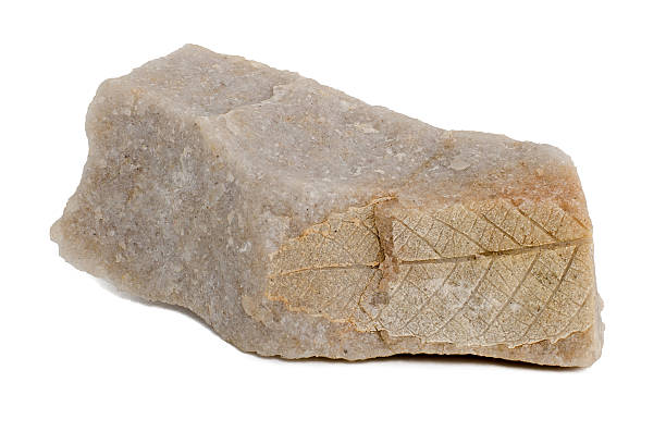 istock Quercus kamischinensis. Isolated on white 520194647