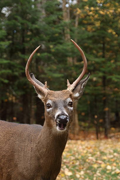 istock White-tailed Deer in natural habitat 520194689
