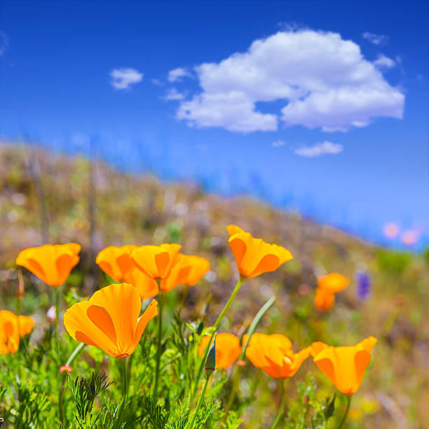 istock Poppies poppy flowers in orange at California spring fields 520194959