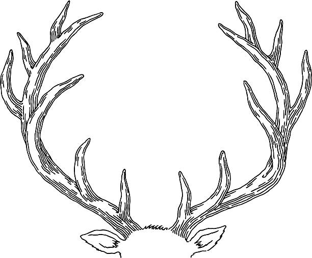 Deer Deer antlers. antler stock illustrations