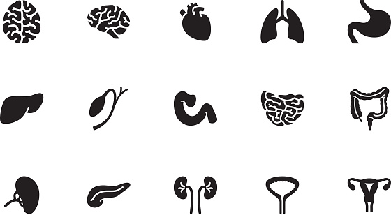 A collection of internal organs icons, in various sizes and formats: