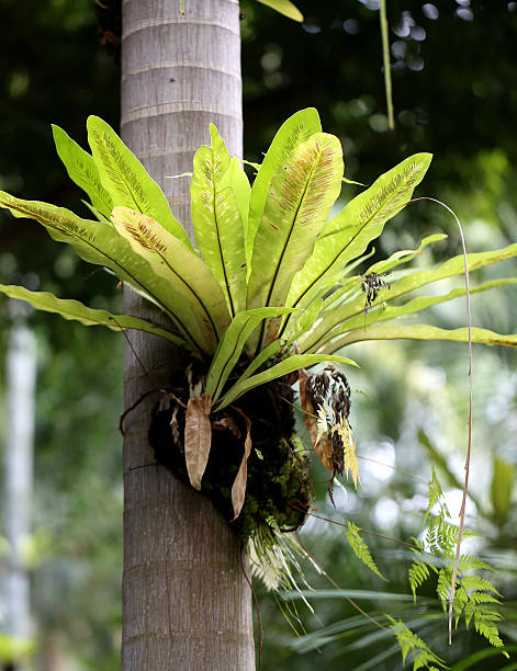 istock epiphytic plants in the trunk 520196291