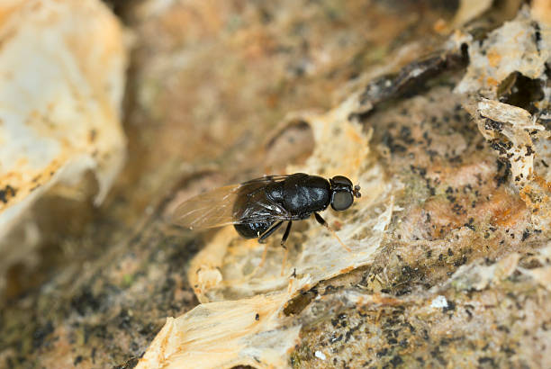 istock Soldier fly, Pachygastrinae, Stratiomyidae 520196839