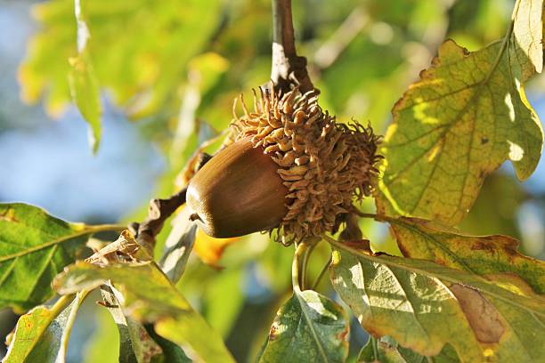 Autumn acorn stock photo