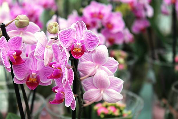 istock orchid with fuchsia streaks 520197075