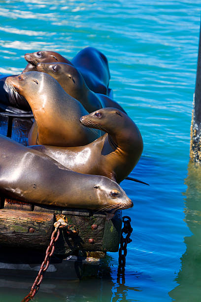 istock San Francisco Pier 39 lighthouse and seals California 520198303