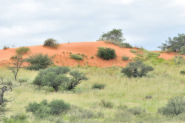 Kgalagadi dune landscape