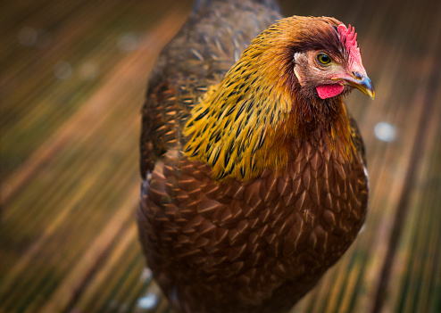 A close up view of a young Welsummer breed hen, differential focus