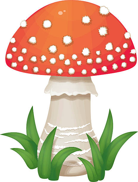 Fly agaric Mushroom Mushroom grows in the green grass. Mushroom with white stem and a red spotted cap, with a skirt. Isolated on white background little grebe (tachybaptus ruficollis) stock illustrations